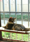 [pet_toys] - [cuddle_fur]
