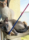 [pet_toys] - [cuddle_fur]