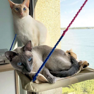 [pet_toys] - [cuddle_fur]